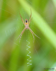 Argiope catenulata