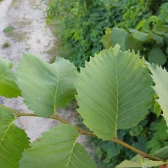 Ulmus laevis