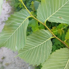 Ulmus laevis