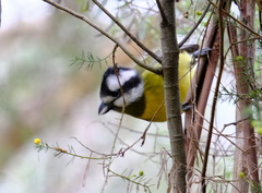 Falcunculus frontatus