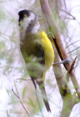 Falcunculus frontatus