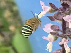 Zonamegilla