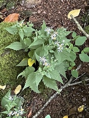 Eurybia