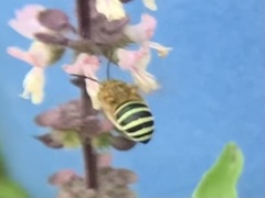 Zonamegilla