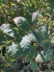 Prunus padus