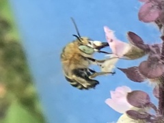 Zonamegilla