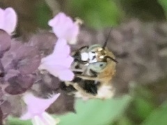 Zonamegilla