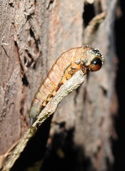 Symphyta