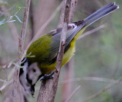 Falcunculus frontatus