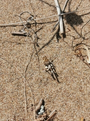 Oedipoda