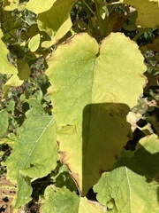 Reynoutria sachalinensis