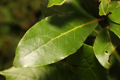 Laurus nobilis