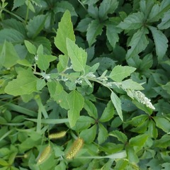 Chenopodium album