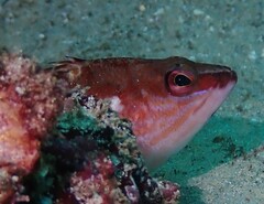 Hypoplectrodes maccullochi