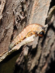 Symphyta