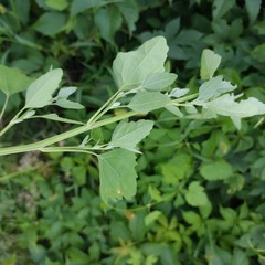 Chenopodium album
