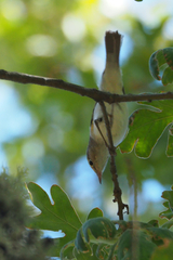 Phylloscopus bonelli