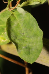 Erysiphe lonicerae