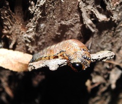 Symphyta