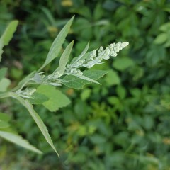 Chenopodium album