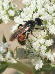 Colpa quinquecincta