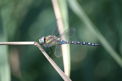 Aeshna mixta