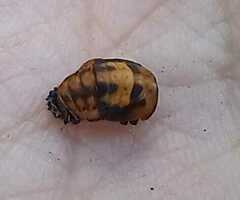 Coccinella septempunctata