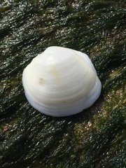 Phacoides pectinatus