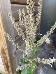 Verbascum