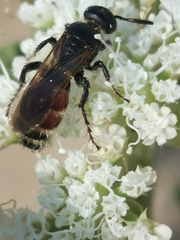 Colpa quinquecincta