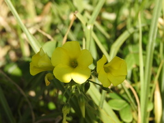 Oxalis pes-caprae