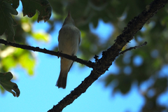 Phylloscopus bonelli