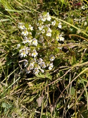Euphrasia
