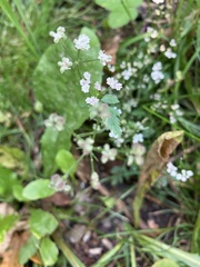 Chaerophyllum temulum