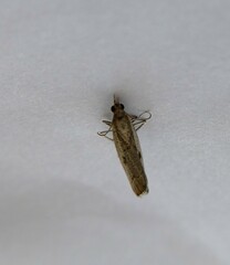 Agriphila geniculea