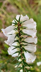 Epacris impressa