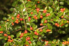 Cotoneaster hjelmqvistii