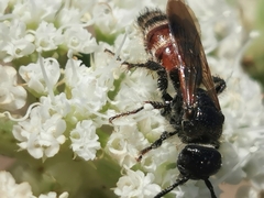 Colpa quinquecincta