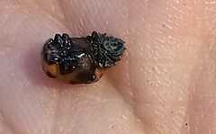 Coccinella septempunctata