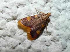 Hypsopygia costalis
