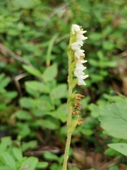 Goodyera repens