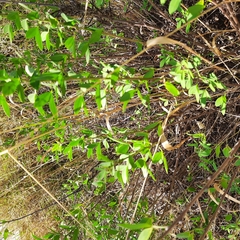 Chamaecytisus ruthenicus