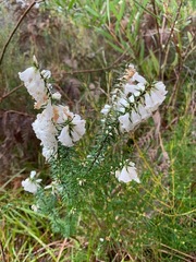 Epacris impressa