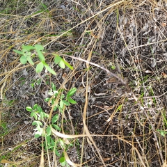 Chamaecytisus ruthenicus