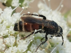 Colpa quinquecincta
