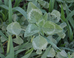 Amaranthus retroflexus