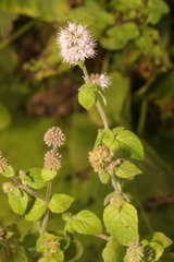 Mentha aquatica