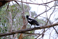 Gymnorhina tibicen
