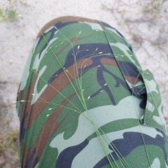 Poaceae