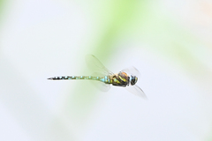 Aeshna mixta